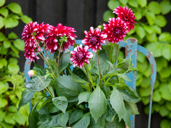 Dahliamiks