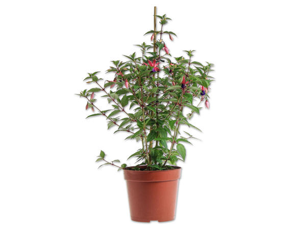 Fuchsie