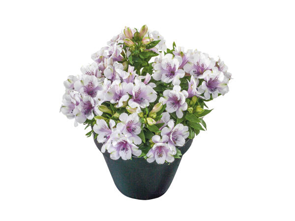 Alstromeria