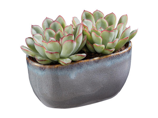 Succulents