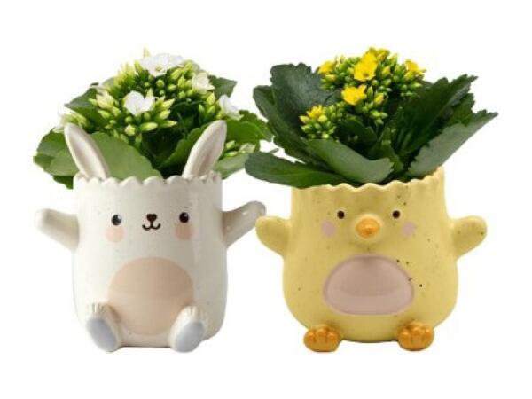 Kalanchoe Mini Happy Easter