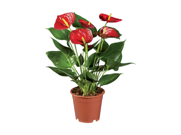 Anthurium Andreanum