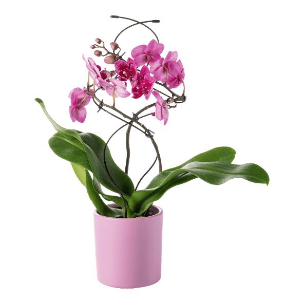 Orchidée