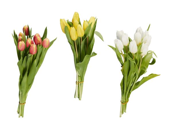 Tulipani