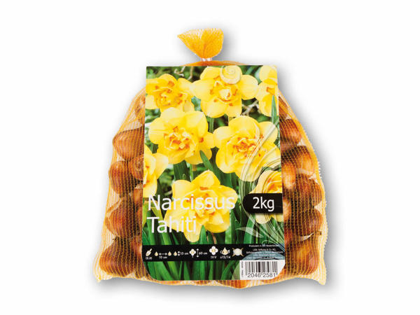 Påskeliljer