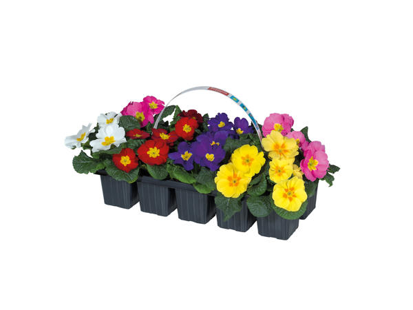 Primroses