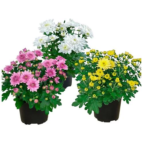 Chrysanthemen