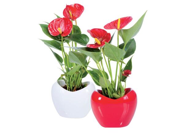 Anthurium