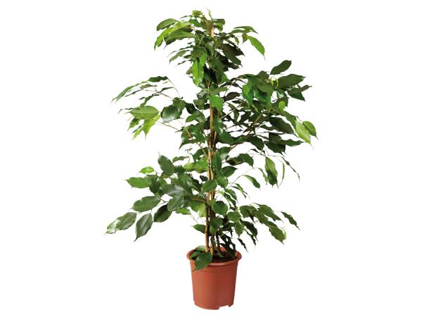 Green Plants