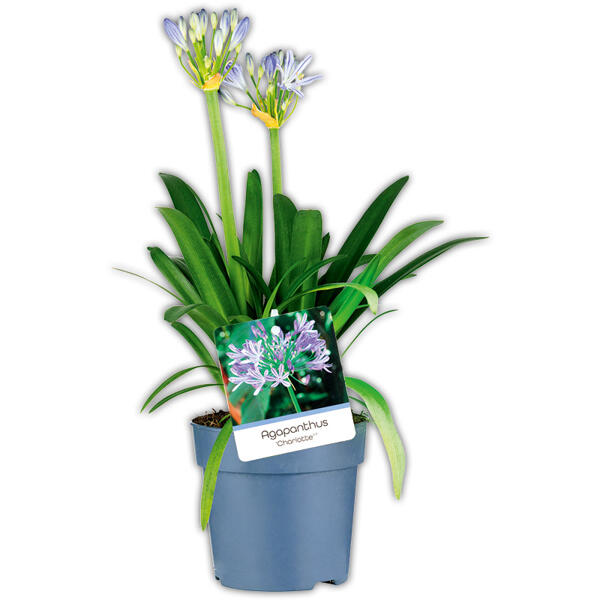 Schmucklilie "Agapanthus"