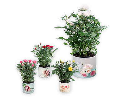 Rosier dans un cache-pot vintage