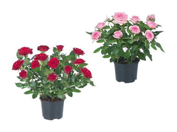 Rosier en pot