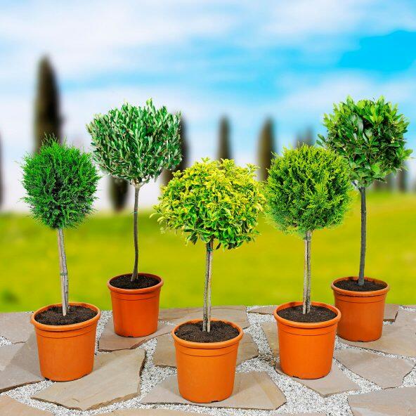 Opstammet plante