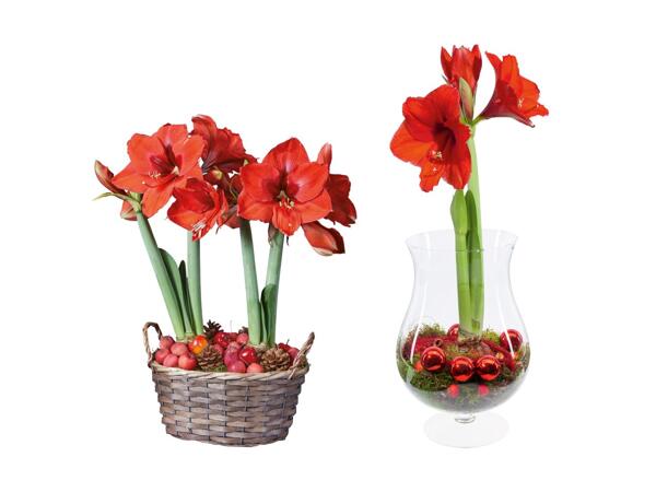 Amaryllis i glas eller kurv
