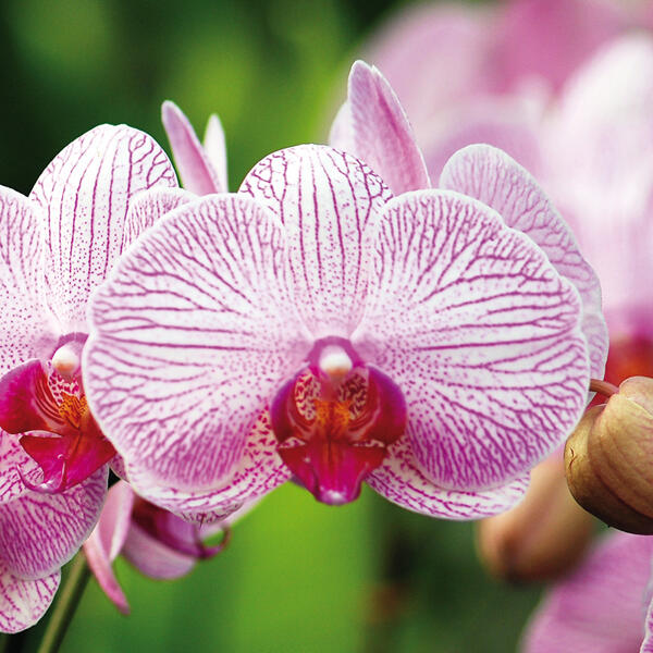 Orchidee Phalaenopsis