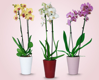 Orchidee