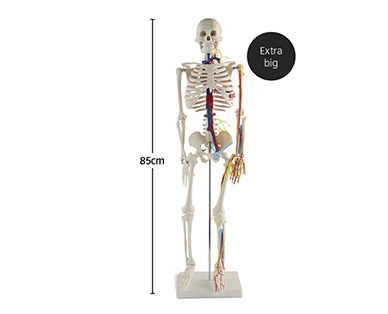 HUMAN SKELETON MODEL 85CM