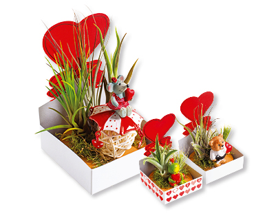 Tillandsia di San Valentino
