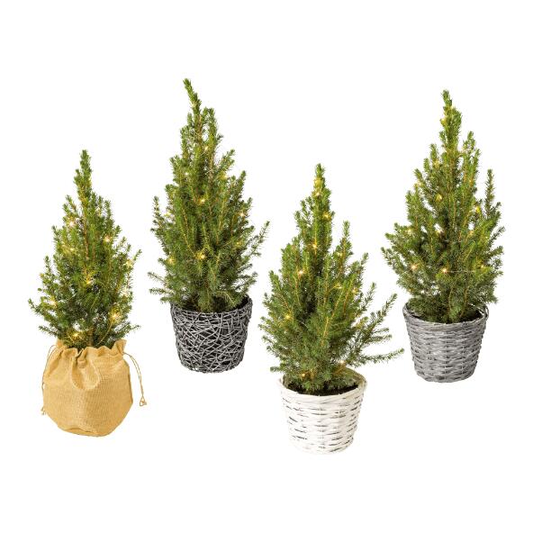 Kerstboompje
