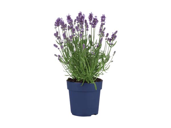 Lavanda angustifolia