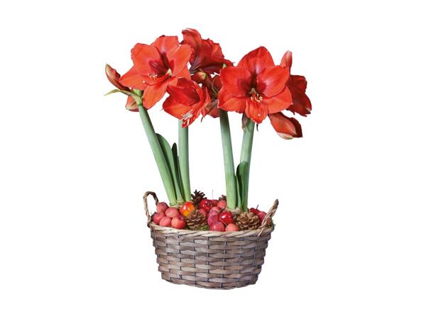 Amaryllis i julekurv