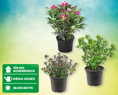 Rhododendron/Azaleen