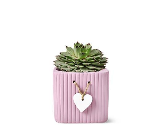 Mother's Day Succulent Assorted Varieties