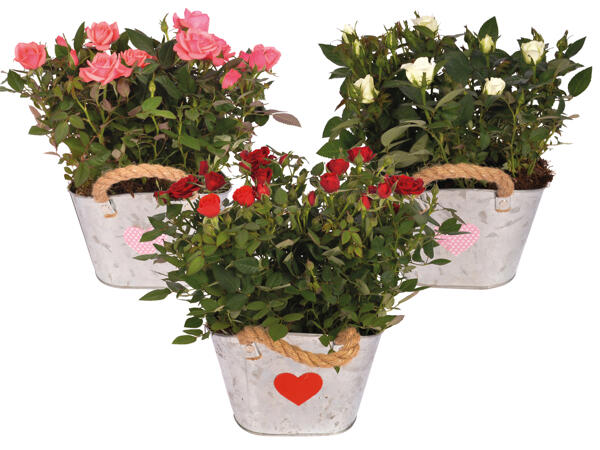 Muttertagsrosen in Zinkgefäß mit Filzherz