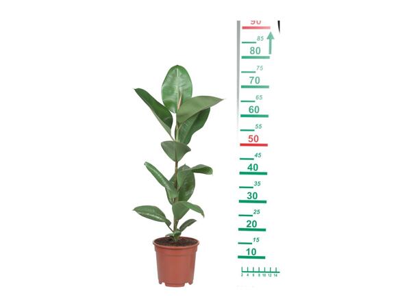 Houseplants