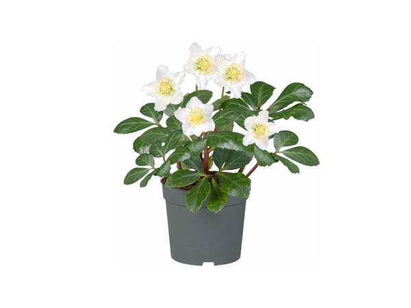Alpine Rose