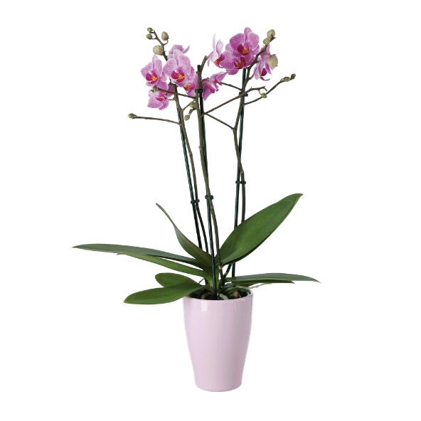 3-tak Orchidee