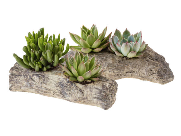 Sukkulenten Wood Style