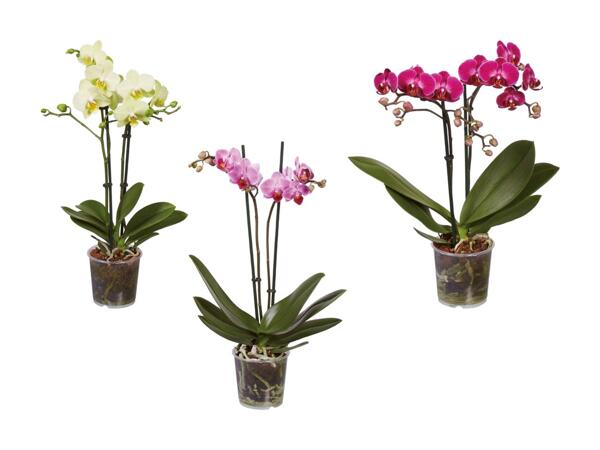 Phalaenopsis Midi