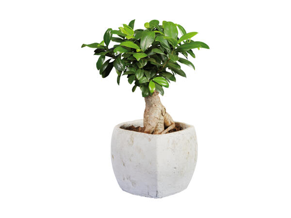Ficus Ginseng i firkantet keramikpotte