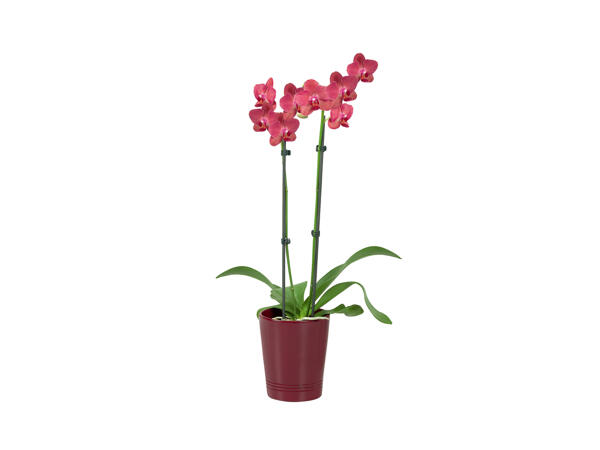 Twin Stem Orchid