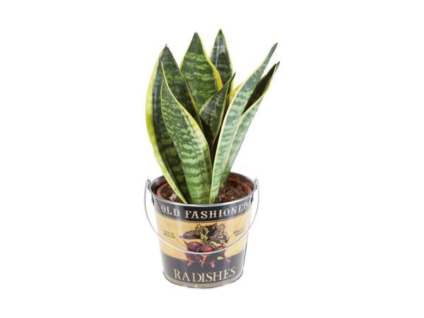 Grøn plante i spand