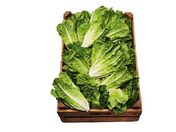 Romansallad