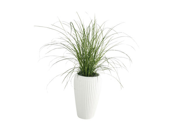 Grøn plante i keramik