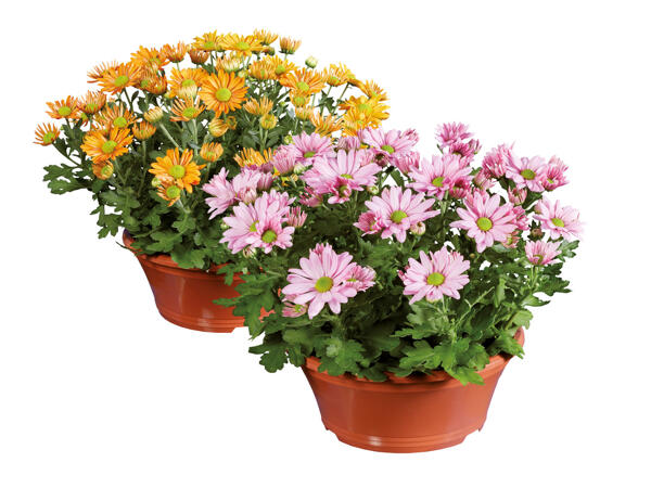 Chrysanthemums