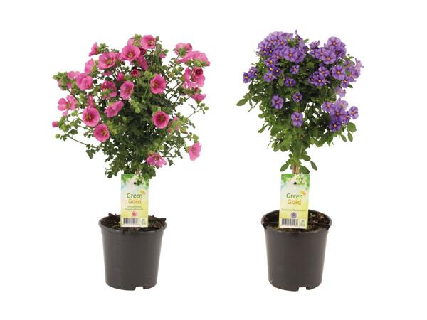 Terrasseplante