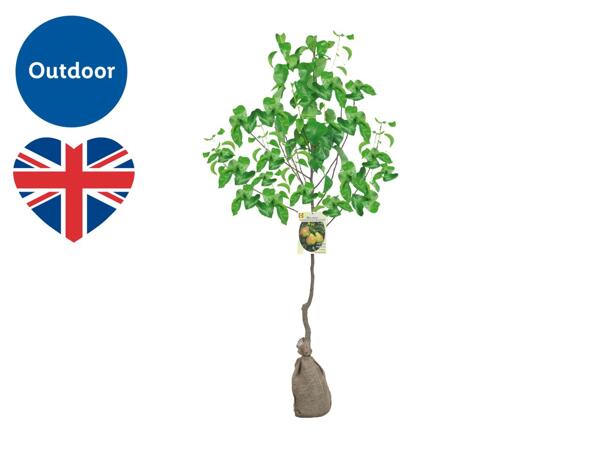British Fruit Trees