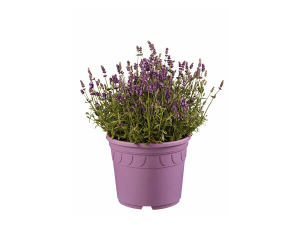 Giant Lavender