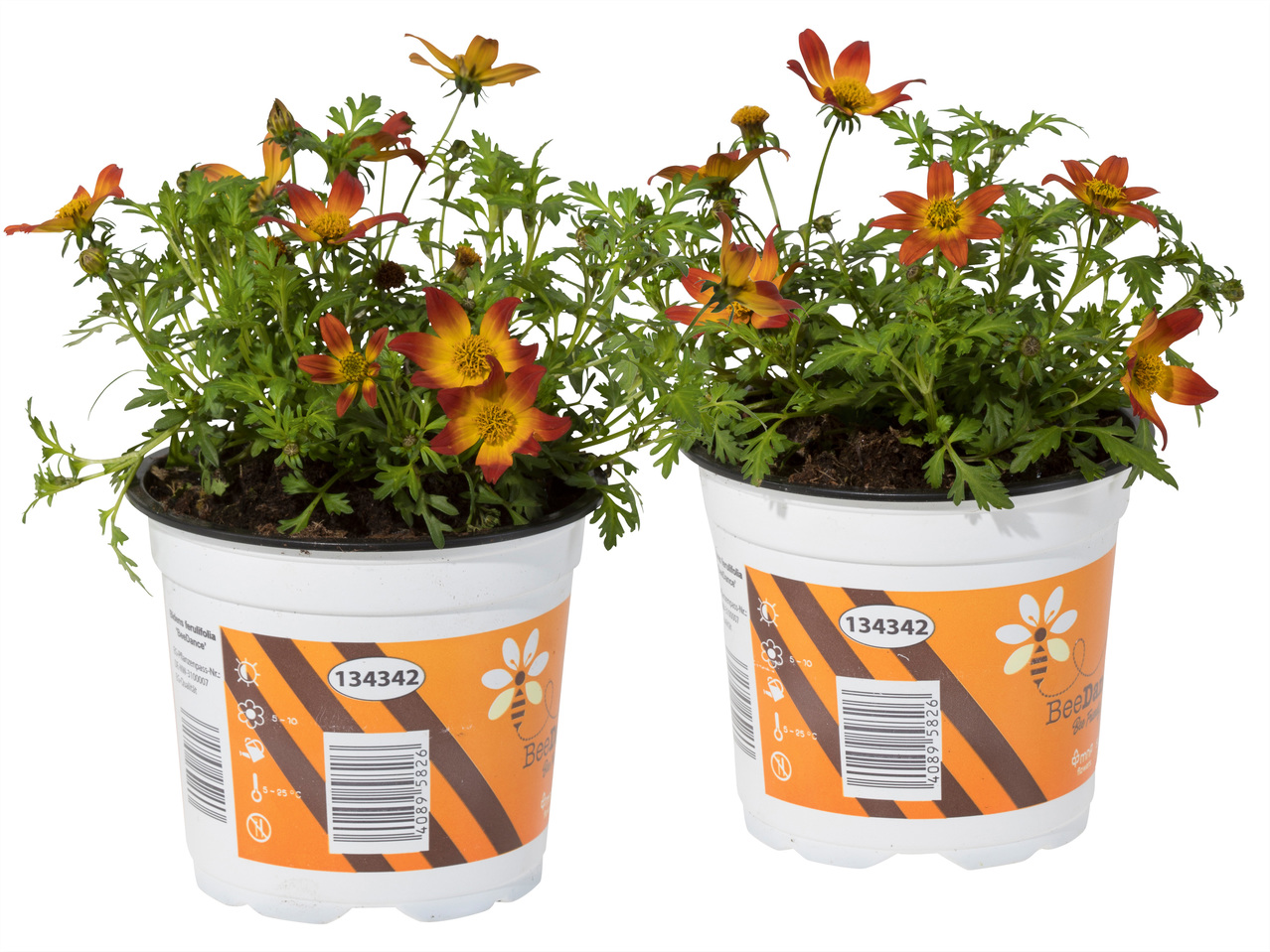 Bidens Beedance