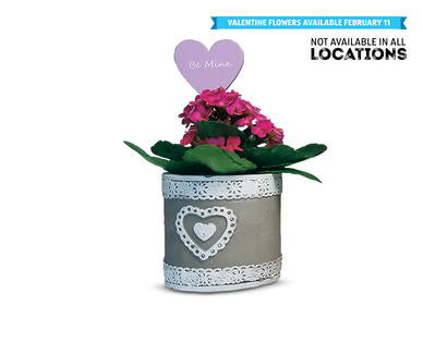 Valentine's Day Kalanchoe