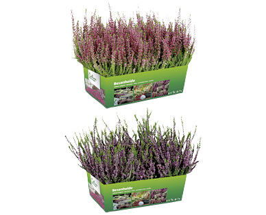 CALLUNA