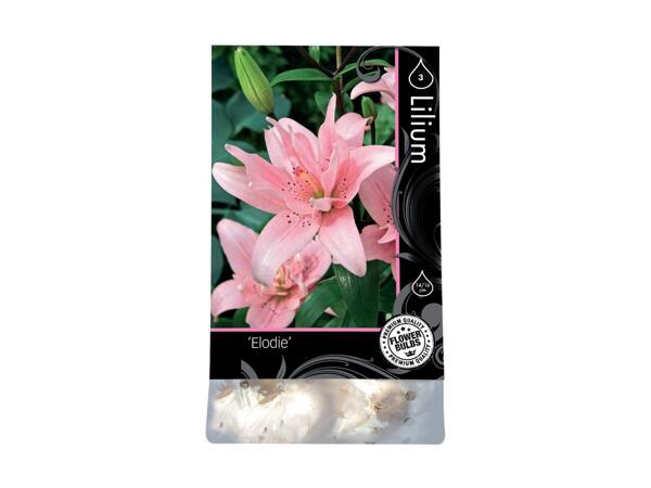 Autumn Growing Bulbs