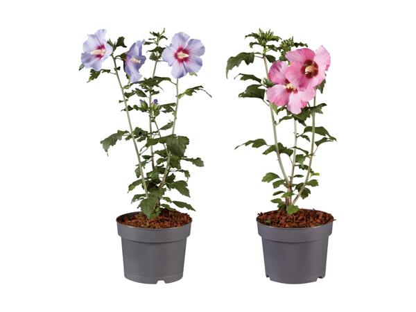 Hibiscus