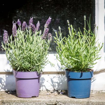 Lavendel