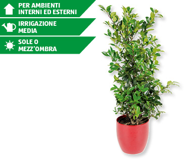 Agrifoglio