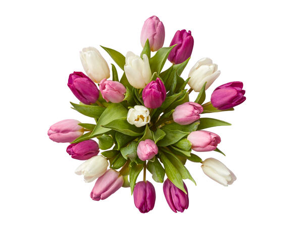 Tulips